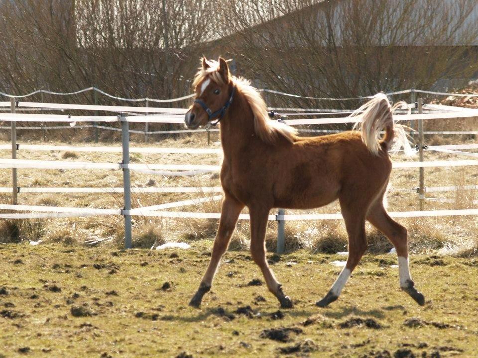 Arabisk fuldblod (OX) Fahkour Amir el Azraff - 10 mdr. billede 20