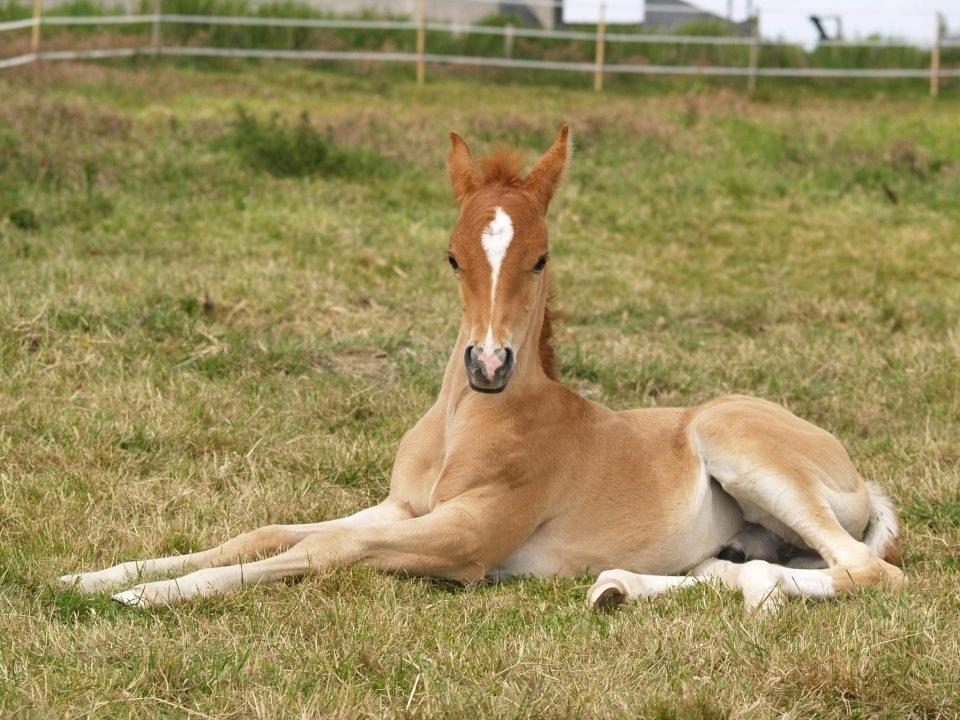 Arabisk fuldblod (OX) Fahkour Amir el Azraff - 3 uger billede 21