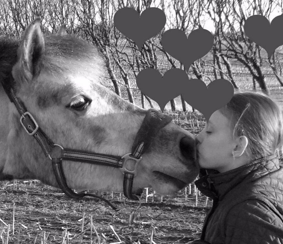 Anden særlig race Sugar - elsker den pony billede 3