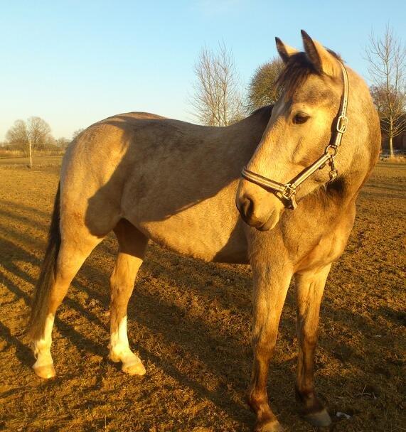 Anden særlig race Camino billede 4