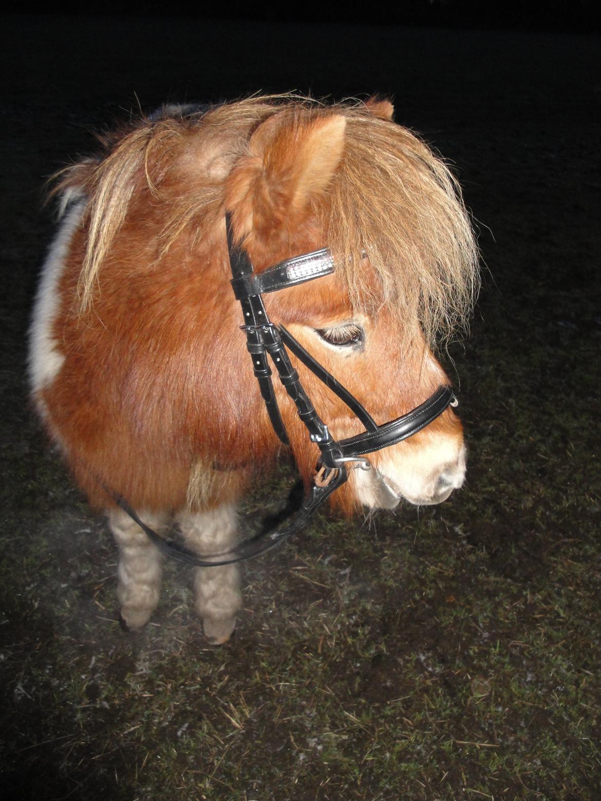 Shetlænder Tulle - Med hovedtøj! :) billede 16
