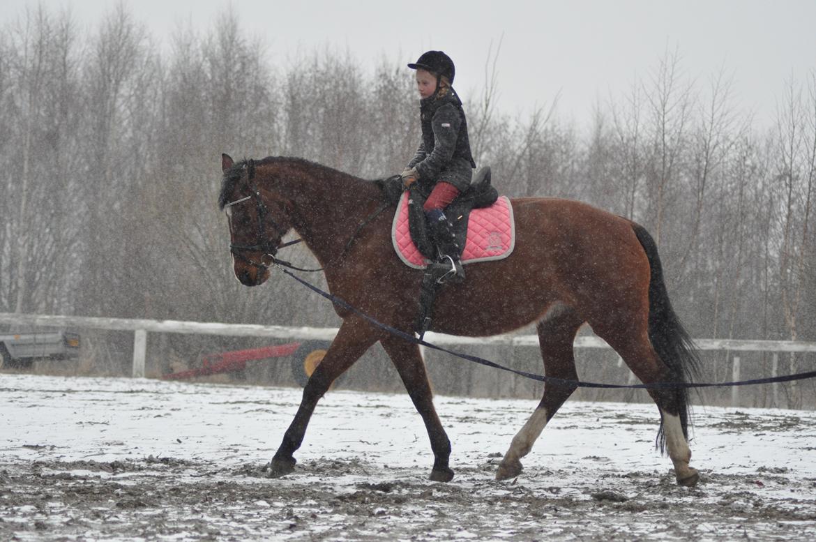 Anden særlig race Free Style billede 15