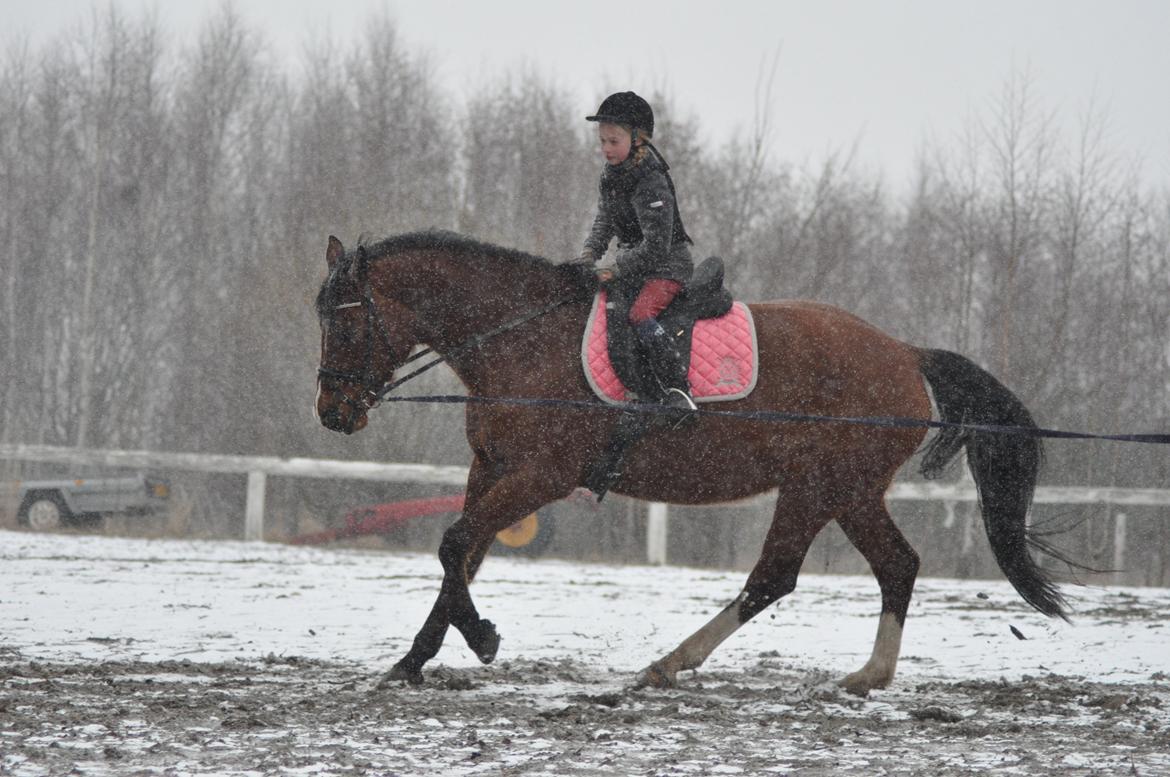 Anden særlig race Free Style billede 16