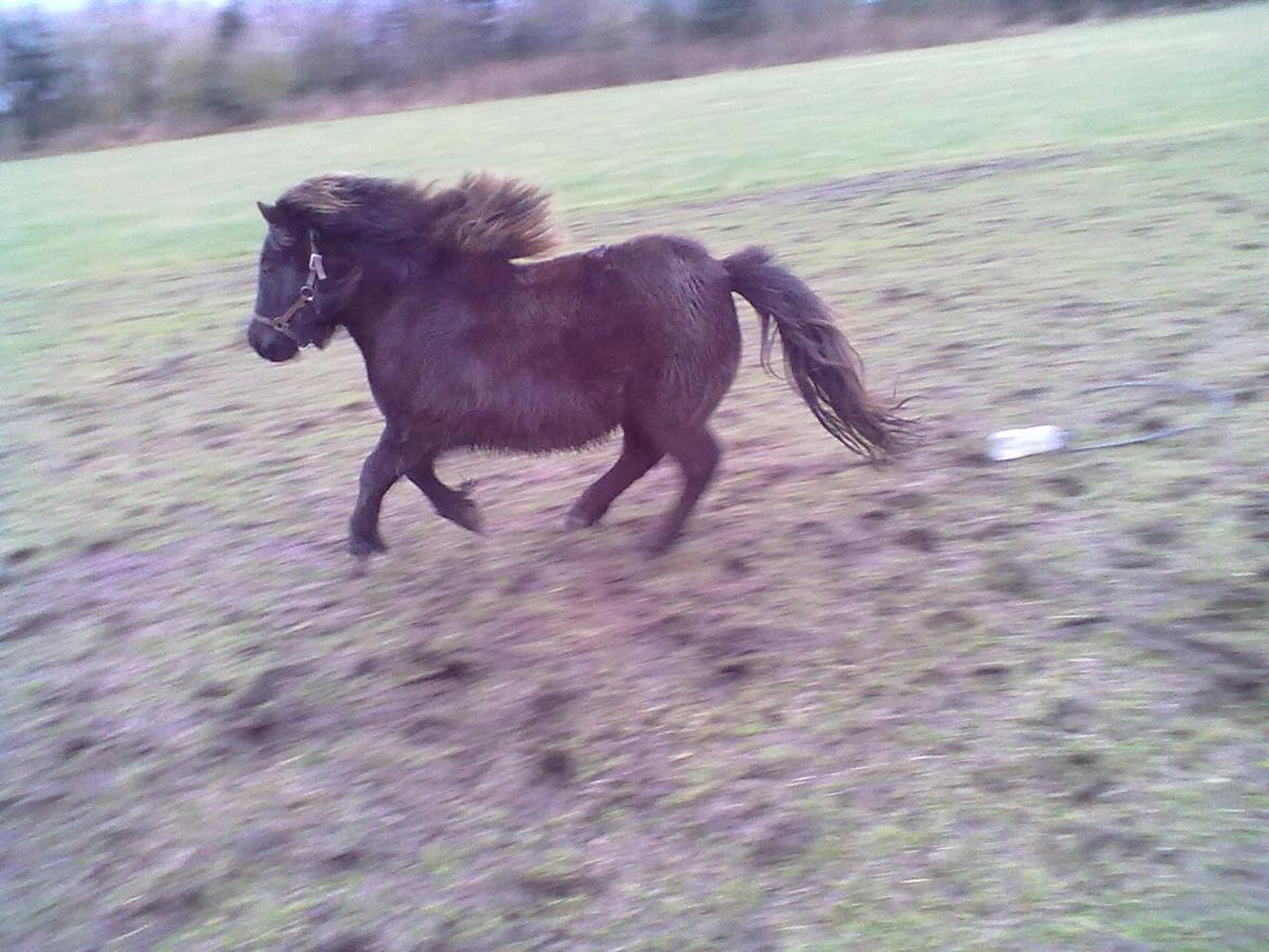 Shetlænder Lakrids -  :D billede 9