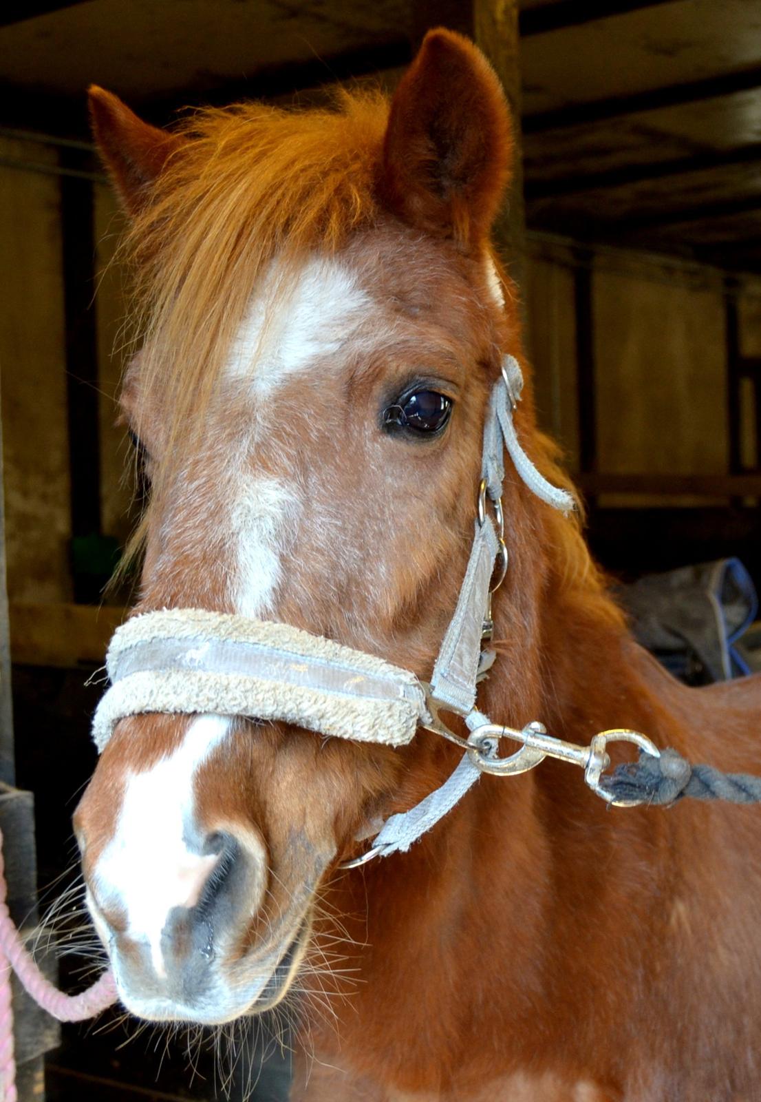 Anden særlig race nanny(nono)<3 billede 14