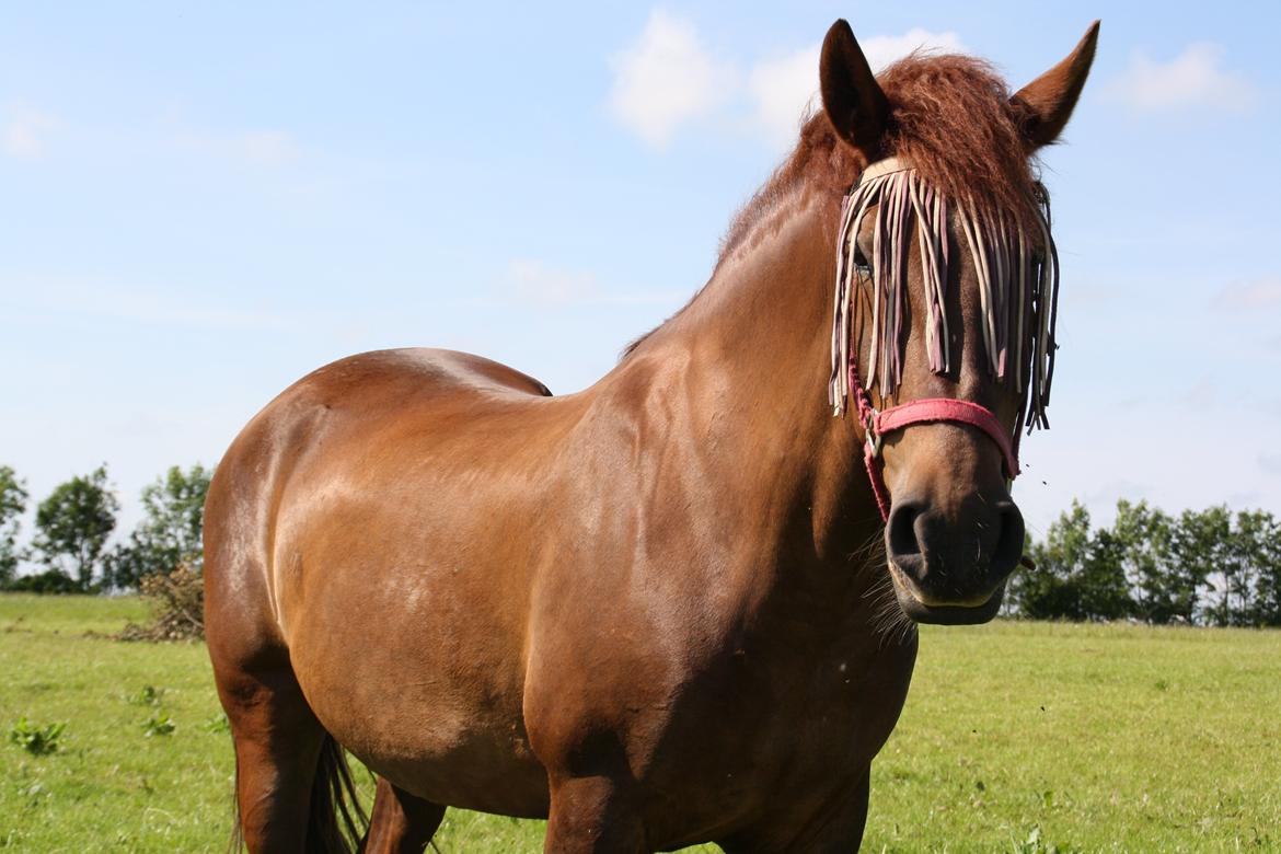 Anden særlig race Martha - <3 billede 1