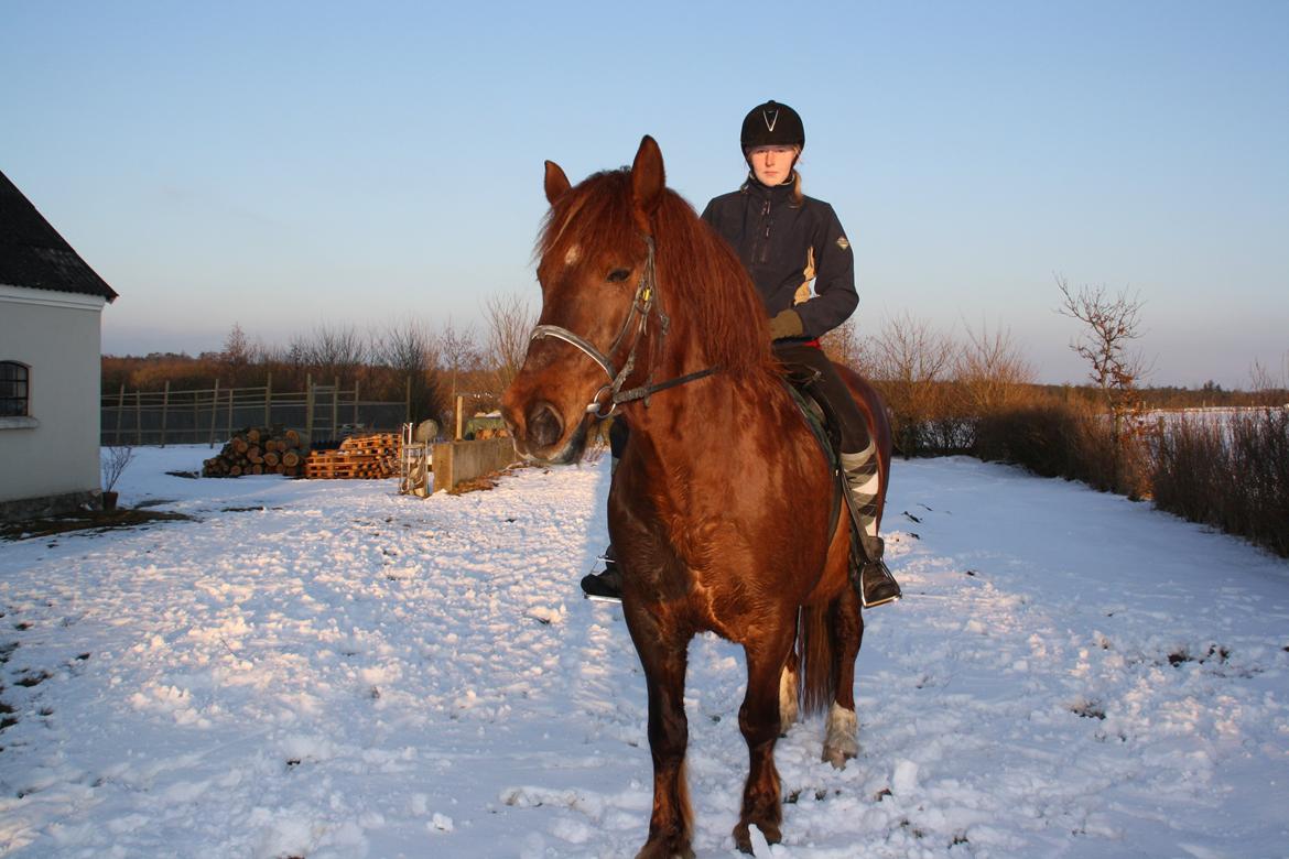 Anden særlig race Martha - min lille tur hest <3 
 billede 2