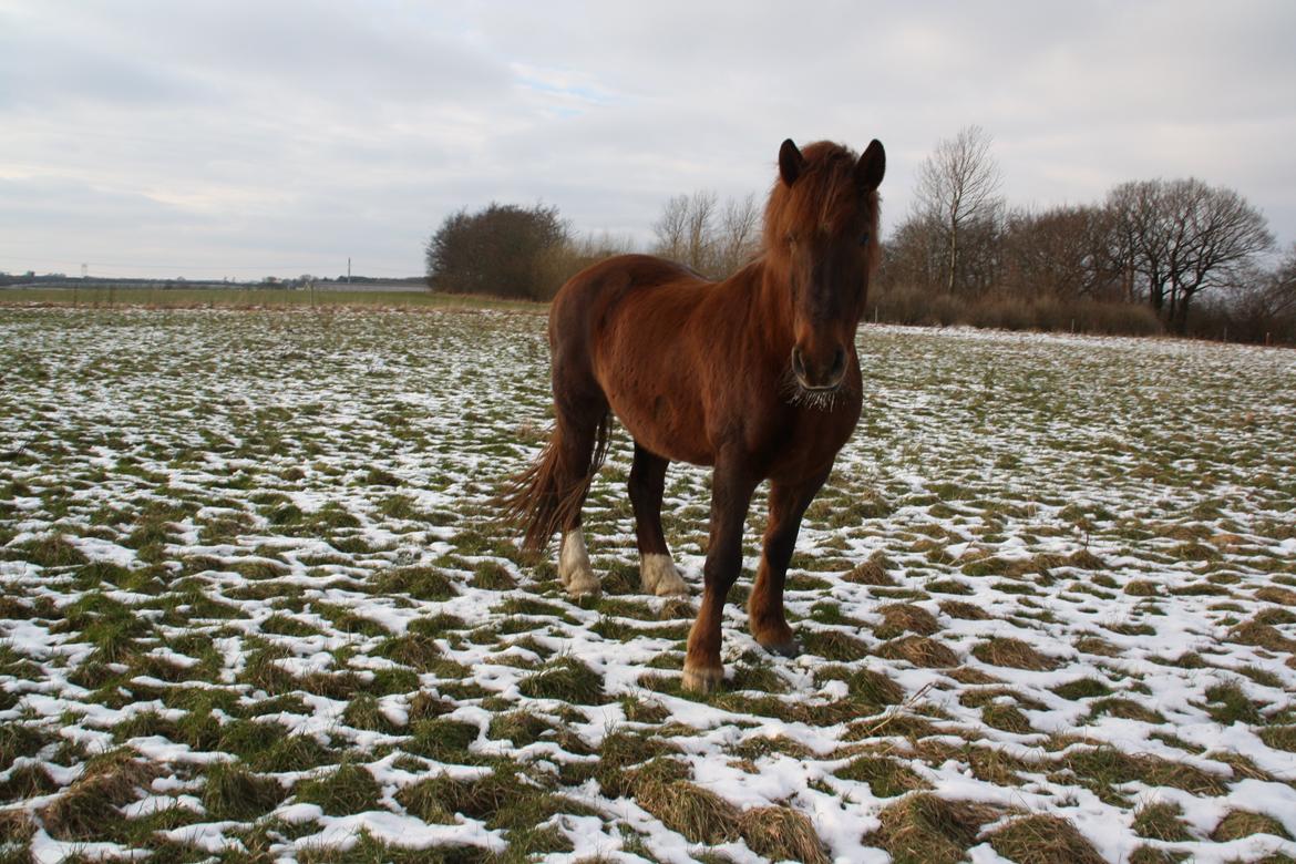 Anden særlig race Martha - Fold dyr <3  billede 5