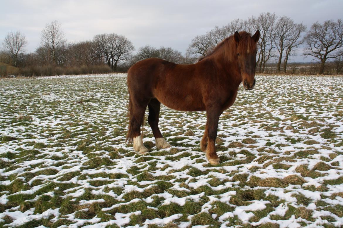 Anden særlig race Martha - Fold dyr <3 billede 6