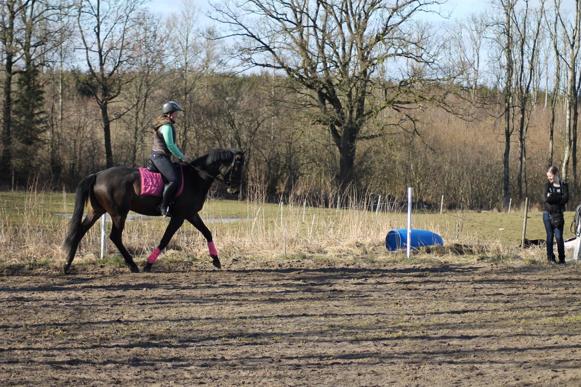 Trakehner Søndergårds Pegasus billede 3