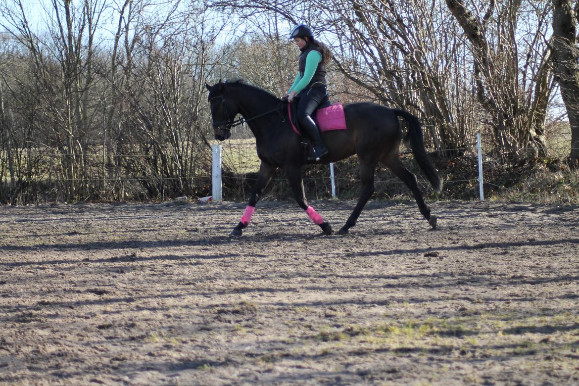 Trakehner Søndergårds Pegasus billede 4