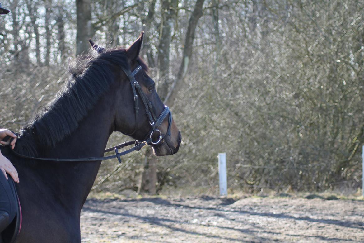 Trakehner Søndergårds Pegasus billede 7