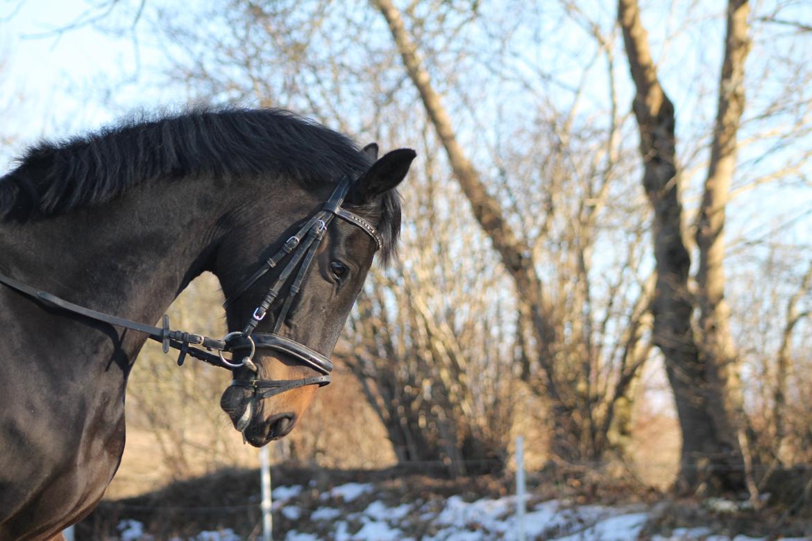 Trakehner Søndergårds Pegasus billede 8