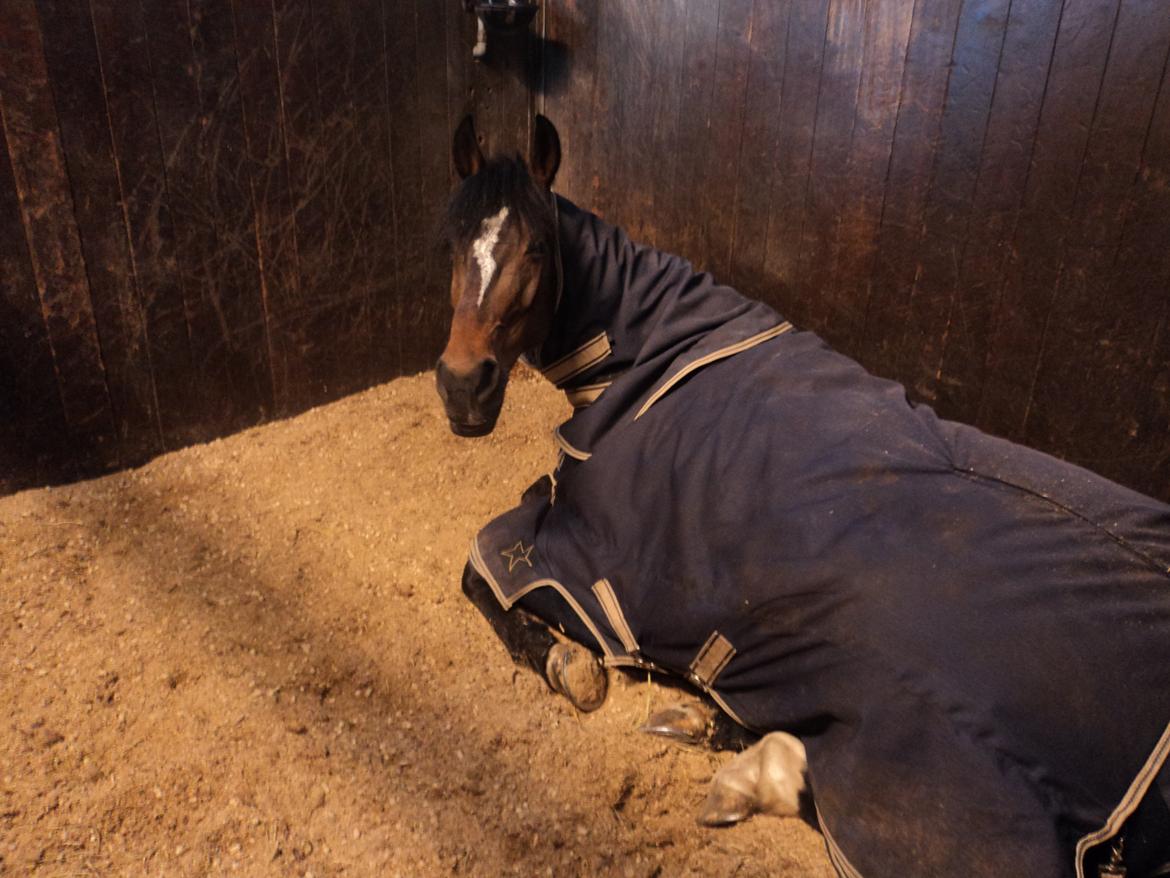 Anden særlig race Zybilla R.I.P. - 17/4-2013 billede 10