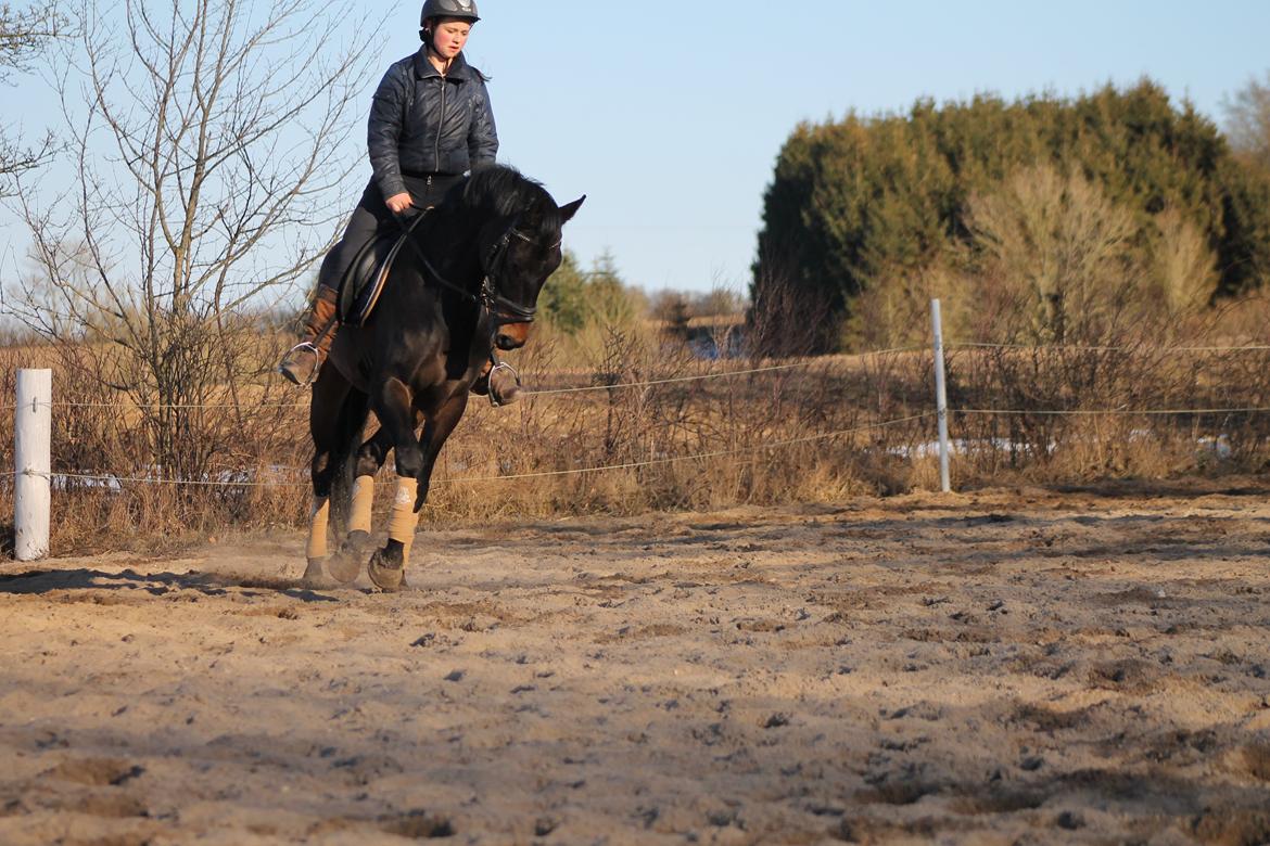 Trakehner Søndergårds Pegasus billede 9