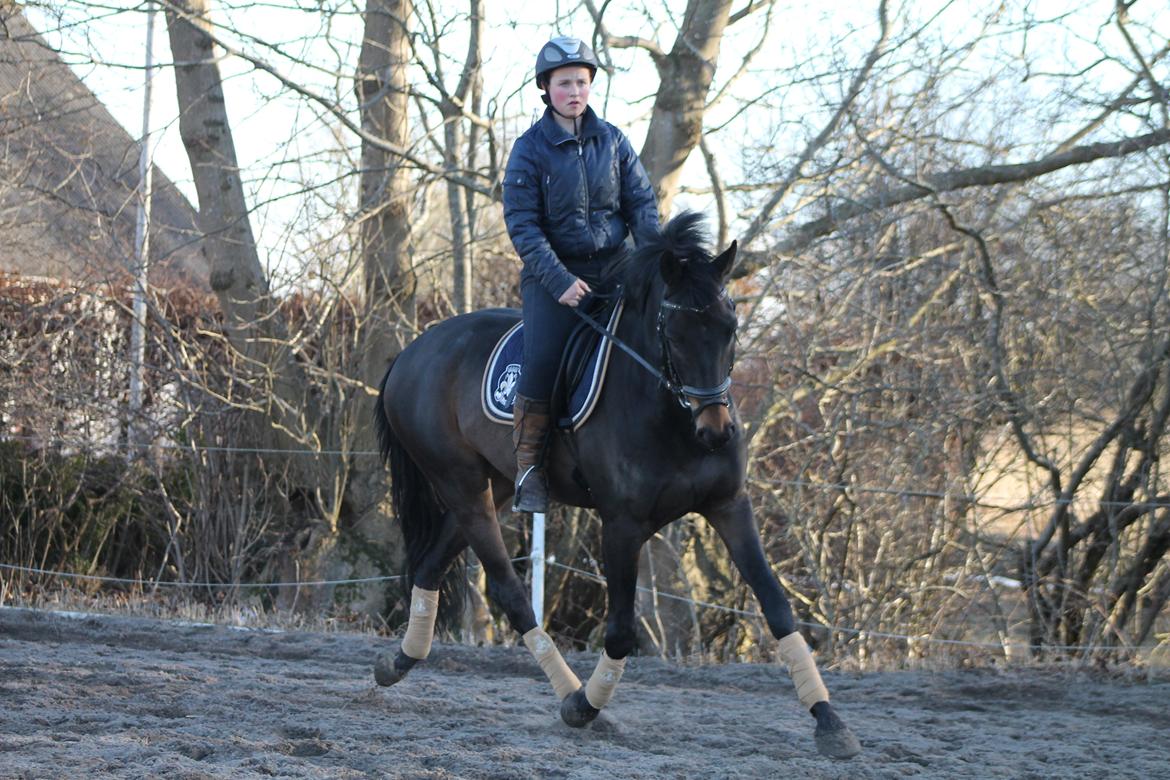 Trakehner Søndergårds Pegasus billede 10