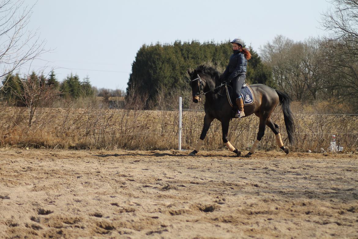 Trakehner Søndergårds Pegasus billede 11