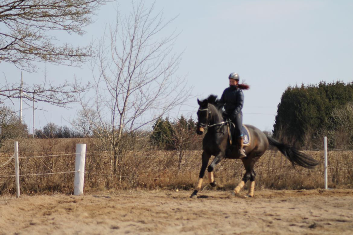 Trakehner Søndergårds Pegasus billede 13