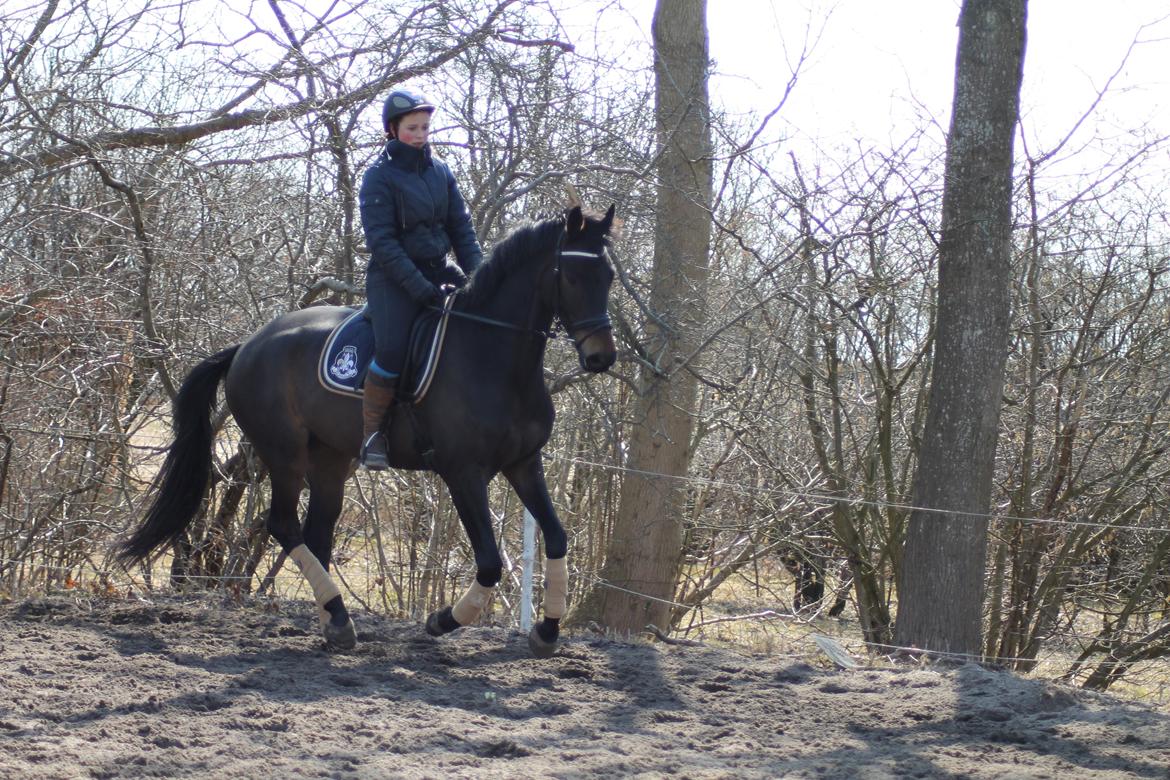 Trakehner Søndergårds Pegasus billede 14