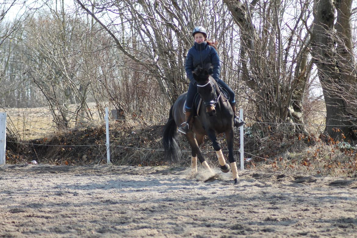 Trakehner Søndergårds Pegasus billede 15