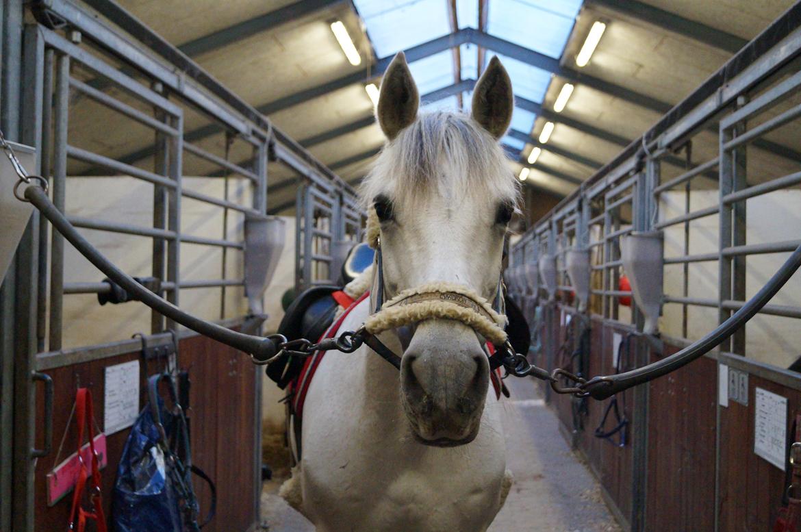 Hollandsk Sportspony Antonio A pony - Den sødeste billede 13