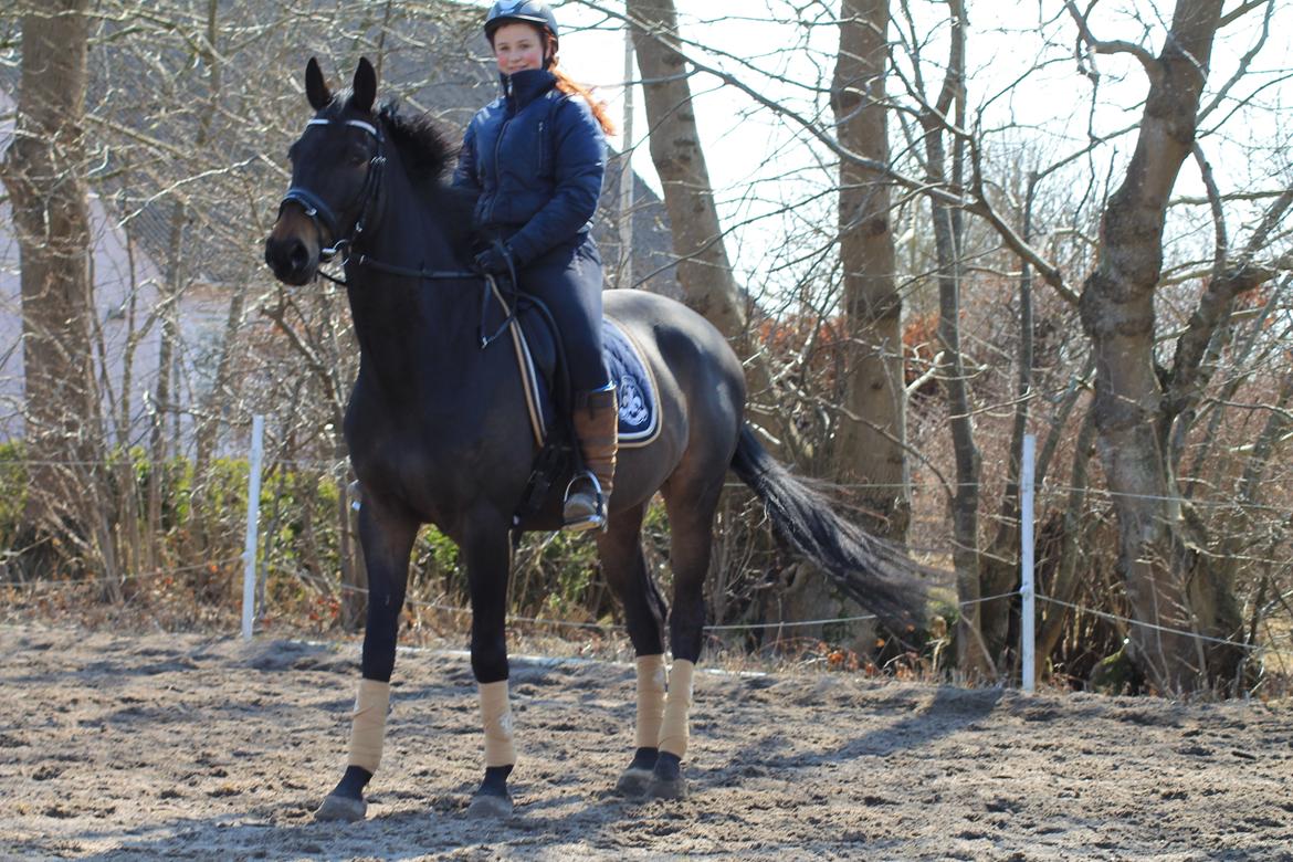 Trakehner Søndergårds Pegasus billede 18