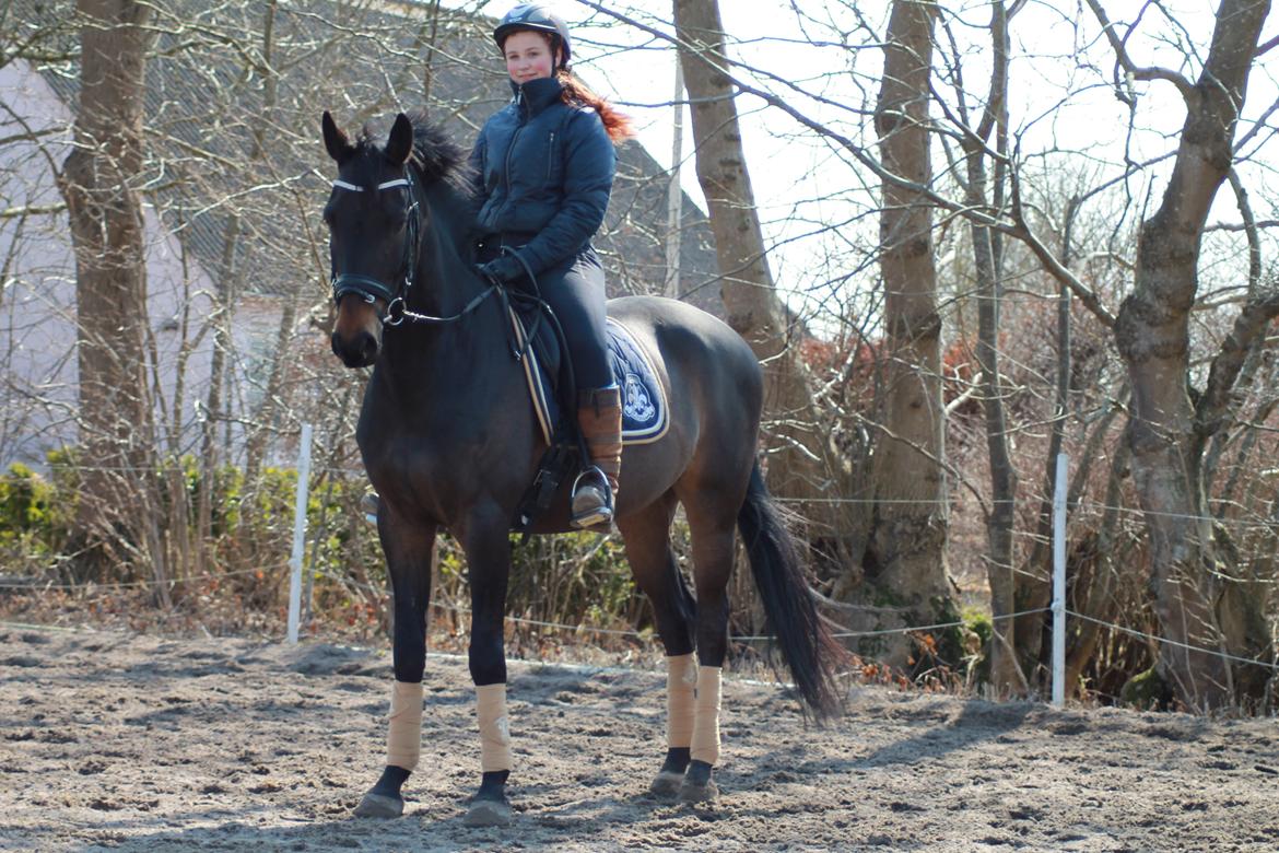 Trakehner Søndergårds Pegasus billede 1