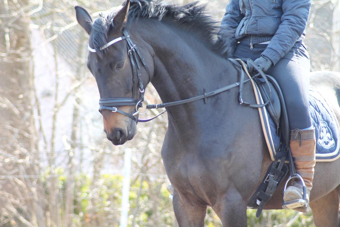 Trakehner Søndergårds Pegasus billede 19