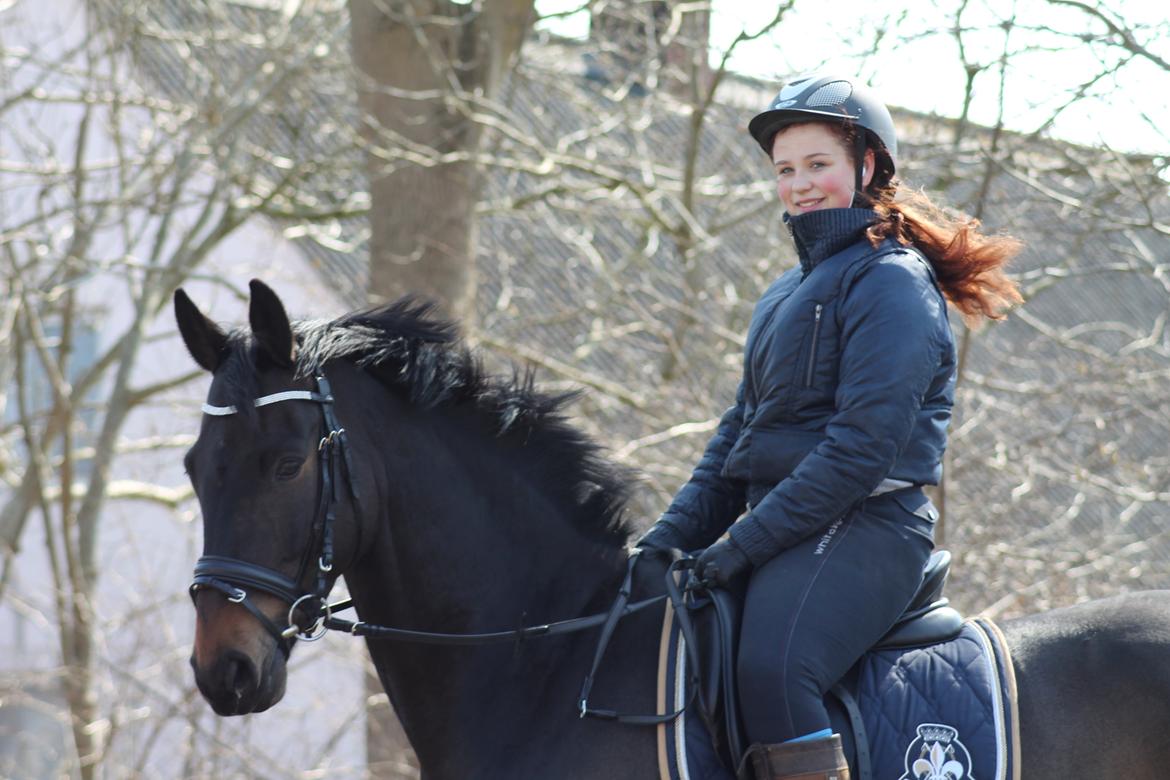 Trakehner Søndergårds Pegasus billede 20
