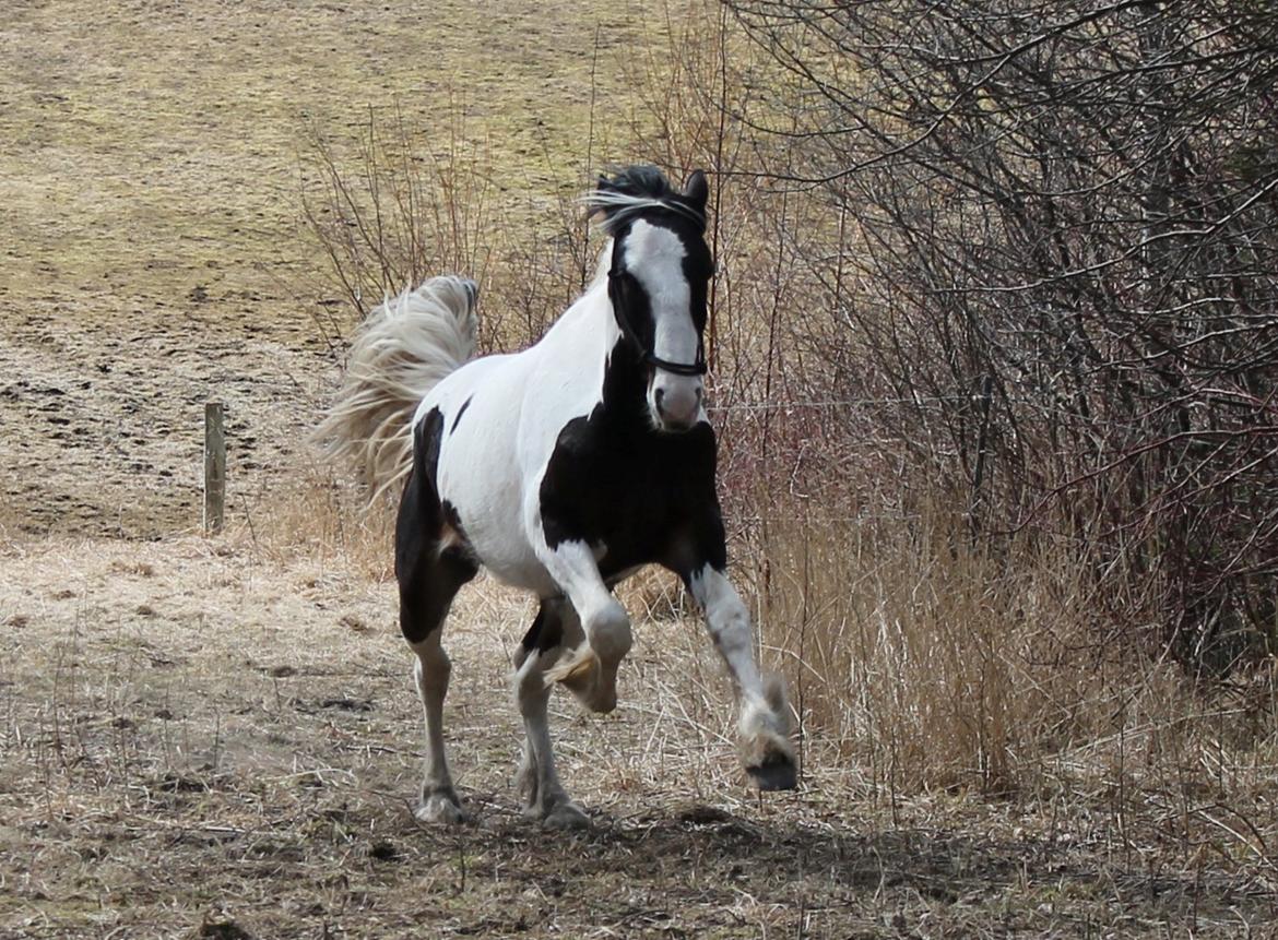 Anden særlig race Sunrise - Velkommen til Sunrise profil 
- Her i fuld galop :) billede 1