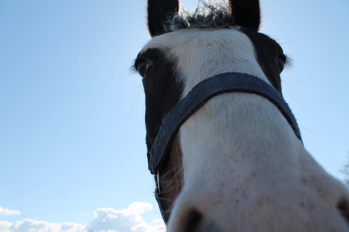 Anden særlig race Sunrise - "Halloooo?" billede 13