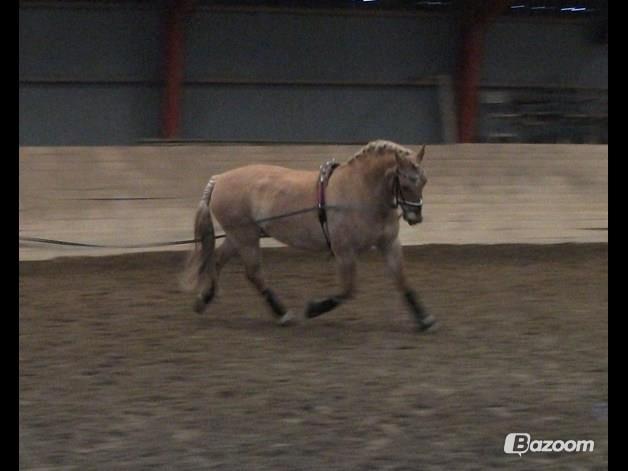 Anden særlig race Nellebjerggård's Gandalf billede 12
