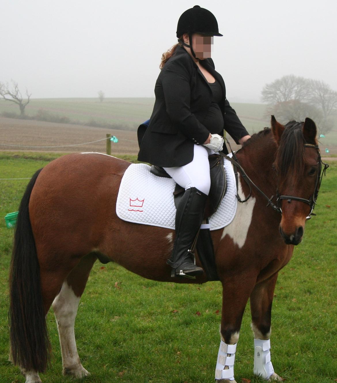 Anden særlig race Cally Bob billede 3