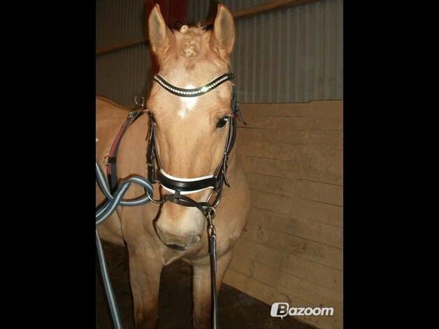 Anden særlig race Nellebjerggård's Gandalf billede 4