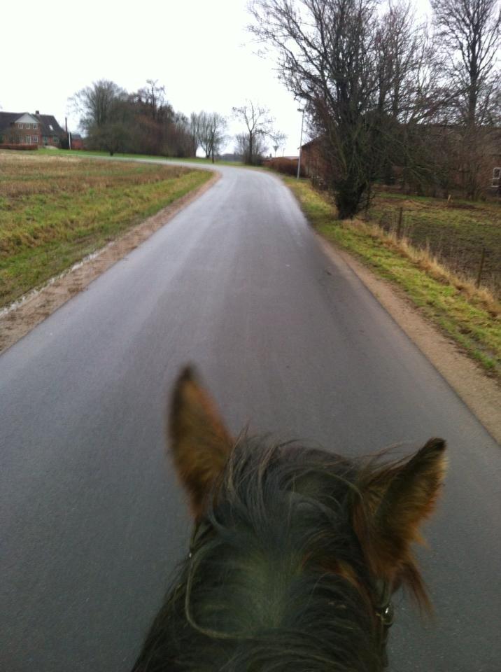 Anden særlig race Cally Bob billede 4