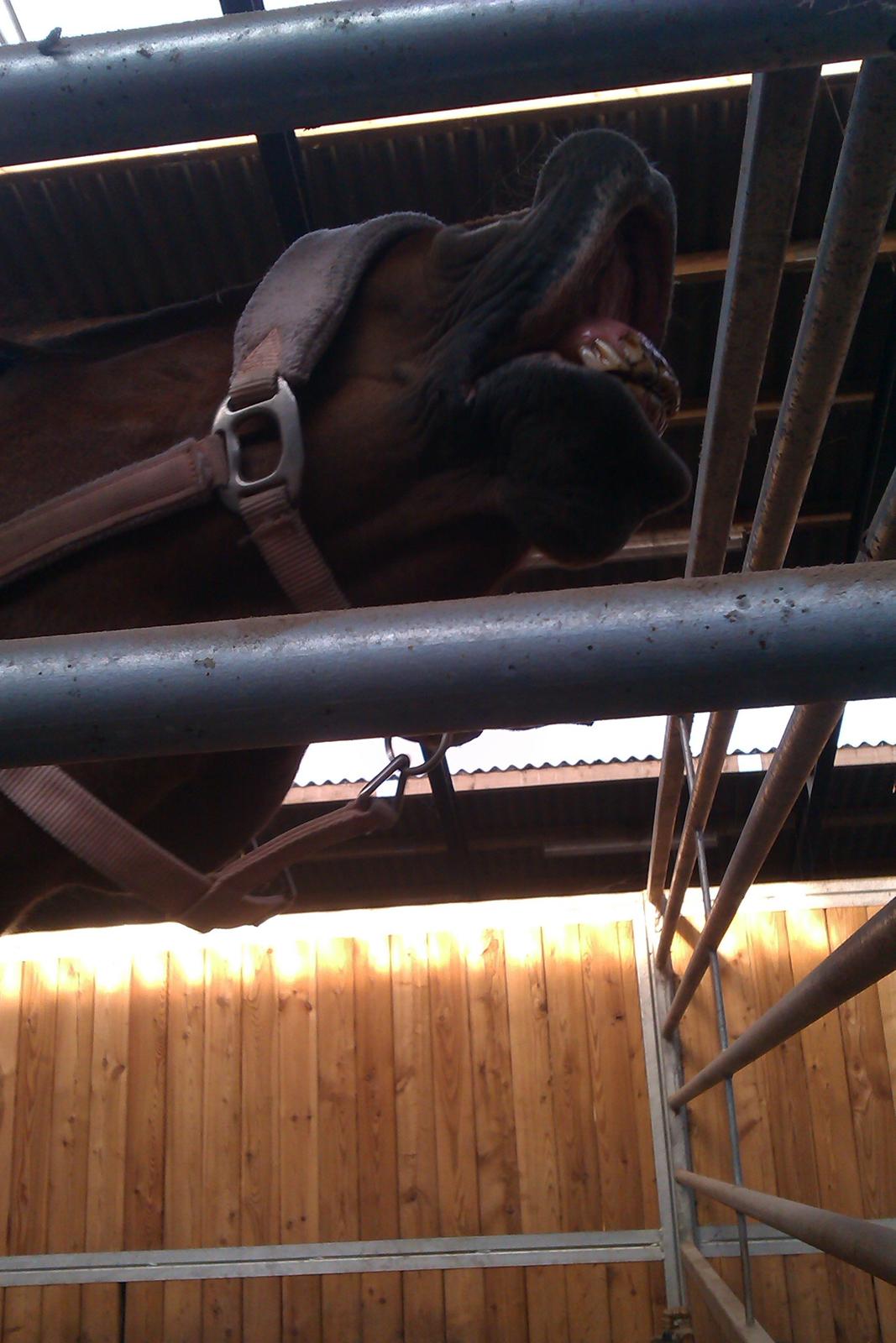 Anden særlig race Magic mix billede 16