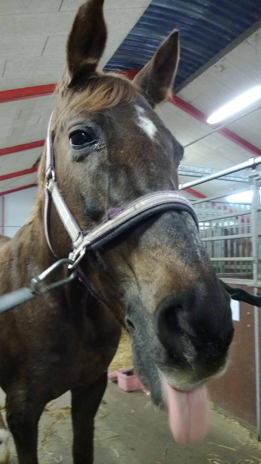 Anden særlig race Melissa billede 1