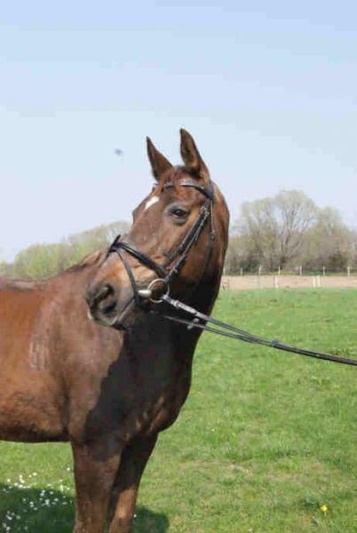 Anden særlig race Melissa billede 2