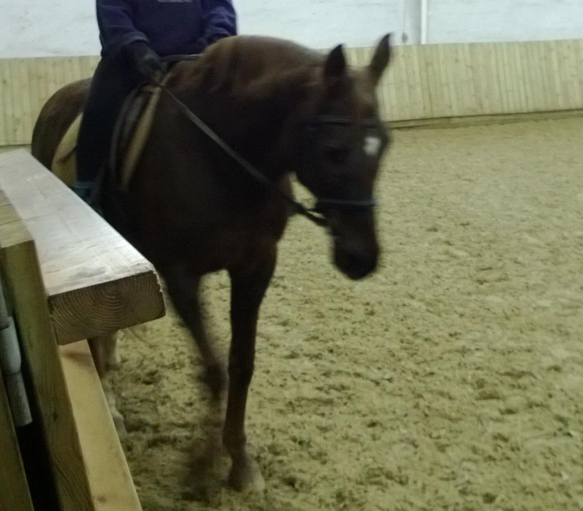 Anden særlig race Melissa billede 3