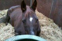 Anden særlig race Melissa billede 4