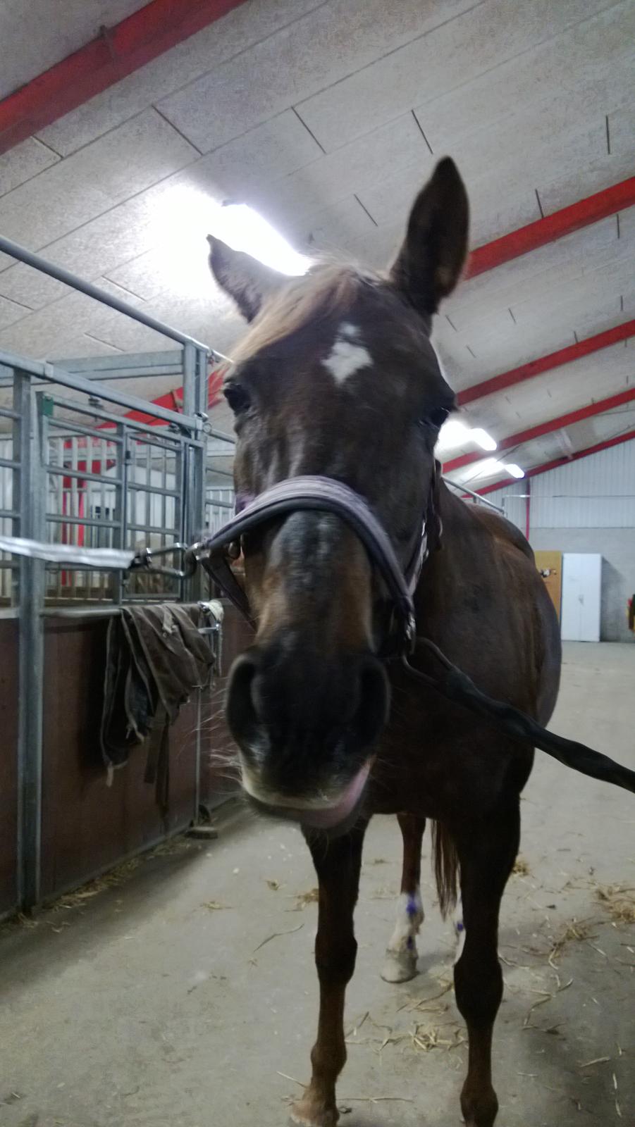 Anden særlig race Melissa billede 5