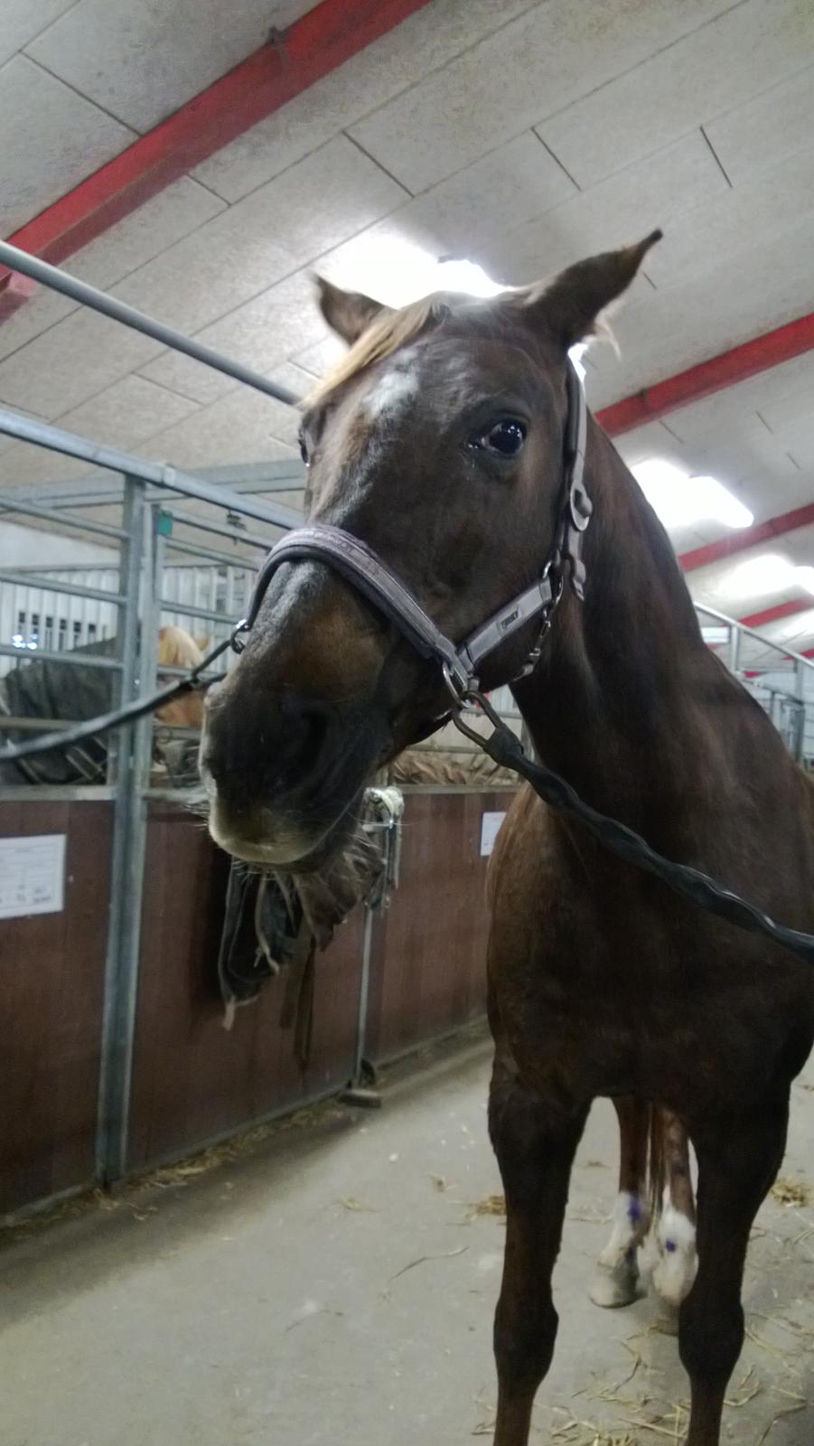 Anden særlig race Melissa billede 6