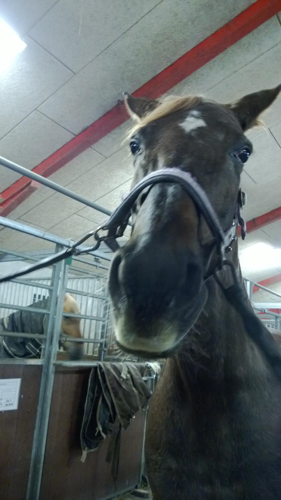 Anden særlig race Melissa billede 7