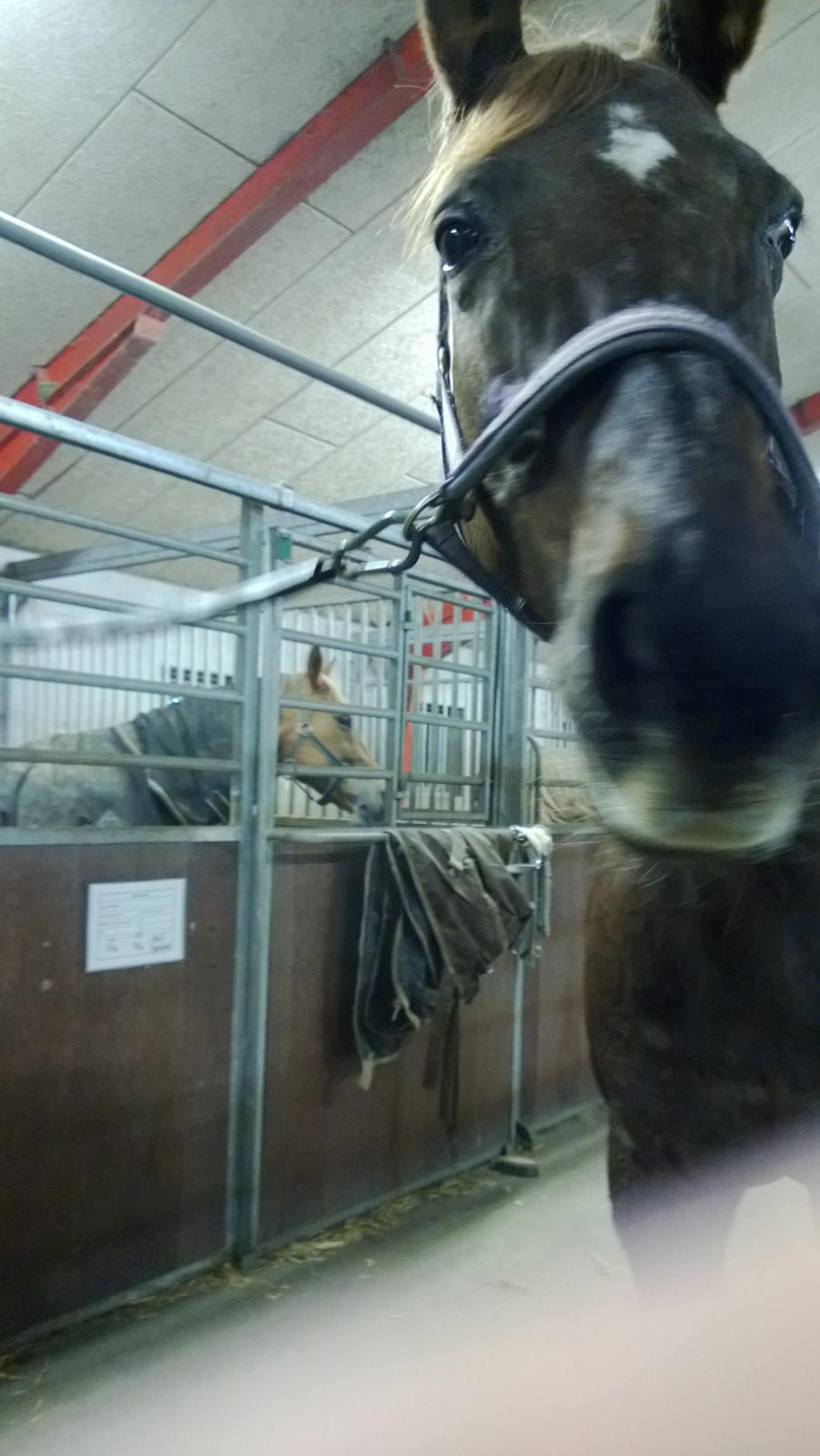 Anden særlig race Melissa billede 8