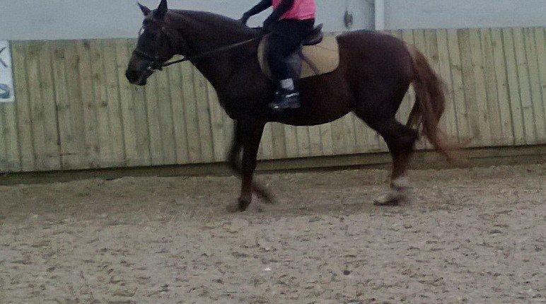 Anden særlig race Melissa billede 9