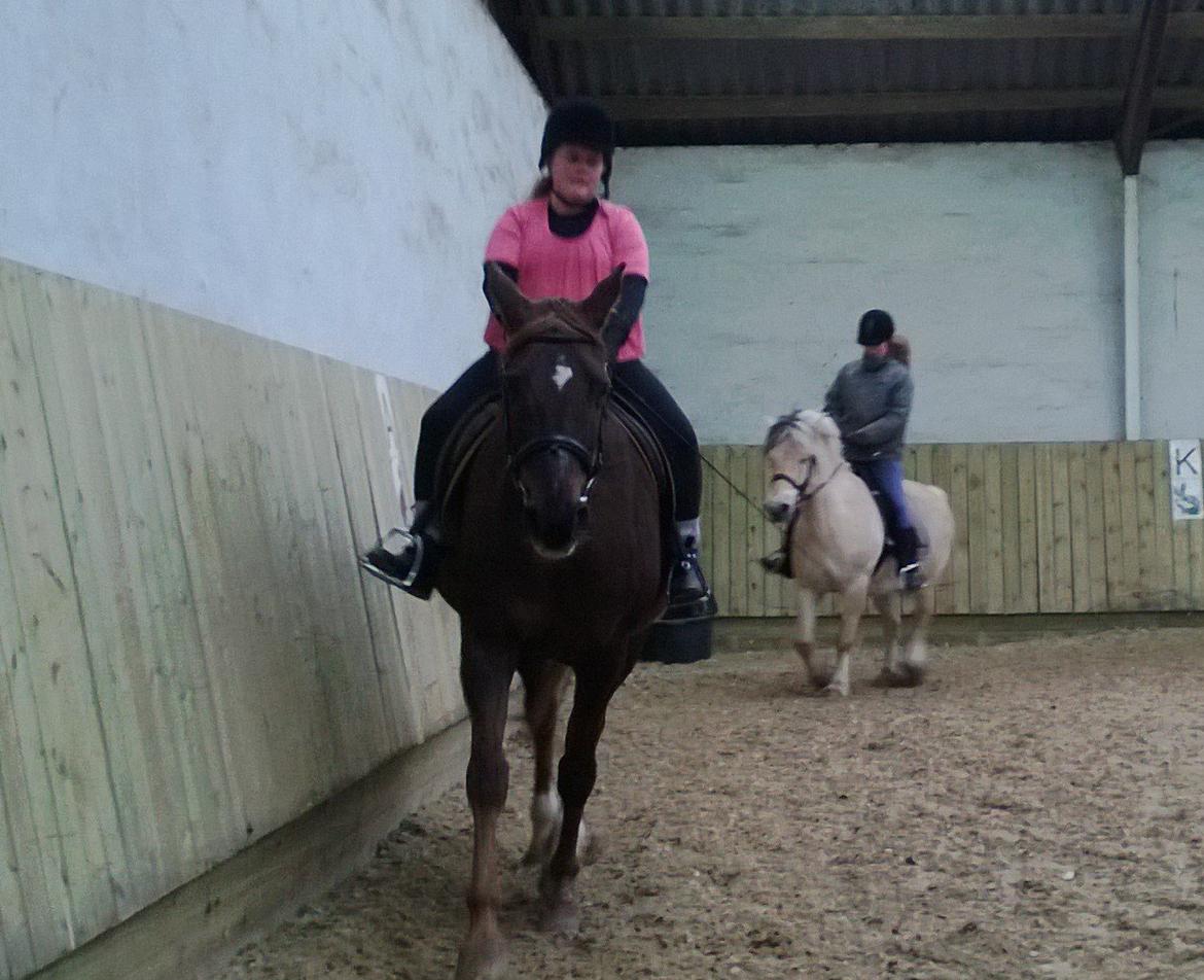 Anden særlig race Melissa billede 10