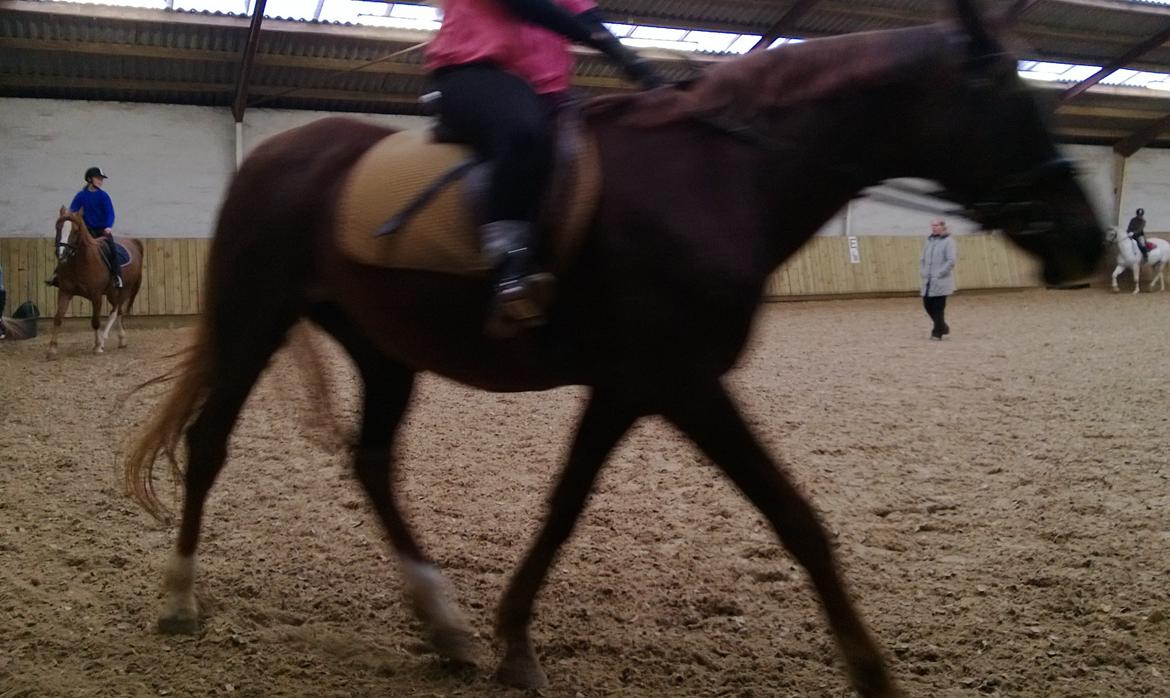 Anden særlig race Melissa billede 11