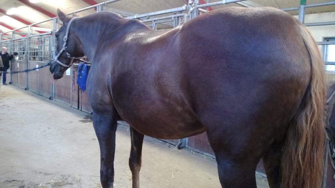 Anden særlig race Melissa billede 12