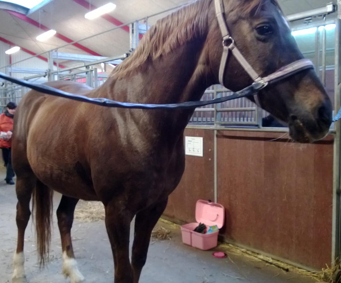 Anden særlig race Melissa billede 13