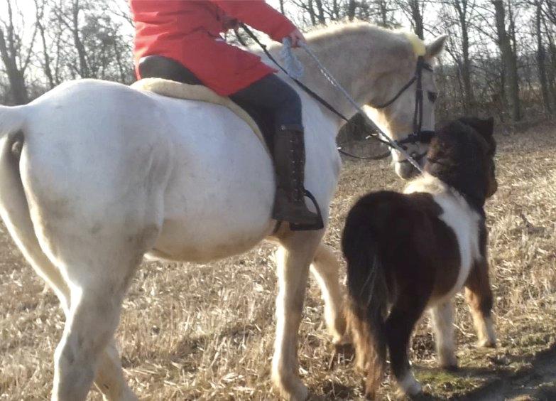 Shetlænder Ambassador (Basse) *himmelhest* - Ambassador, er gode venner med Stribs. 
og det er første gang han går som træk hest billede 7